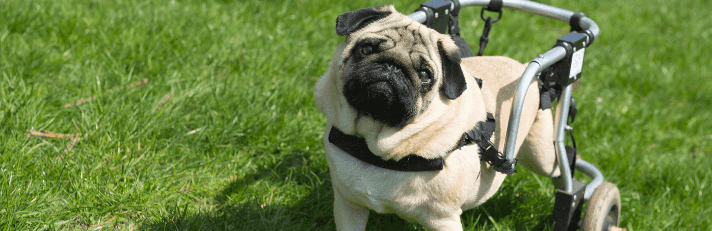 Comment soulager le train arrière de mon chien ?