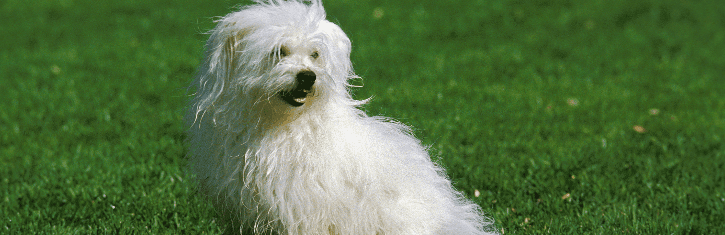 Quelle tondeuse pour Coton de Tuléar ?