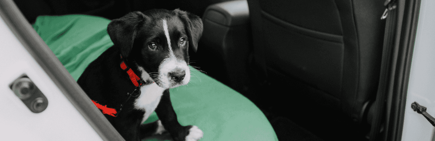 Chien, comment protéger mes sièges de voiture ?