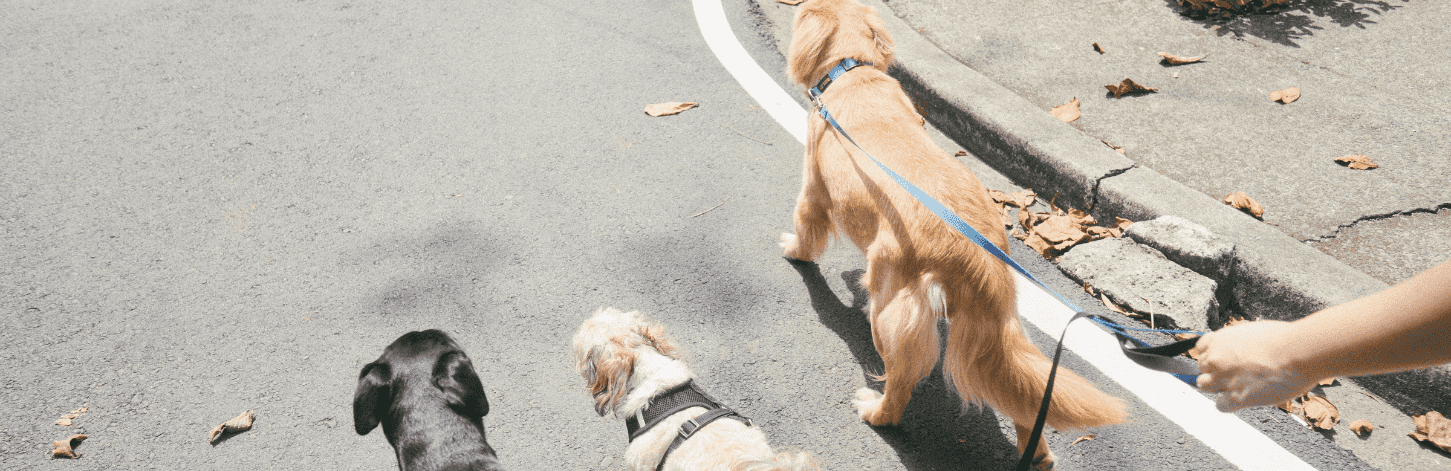 Apprendre les directions à son chien