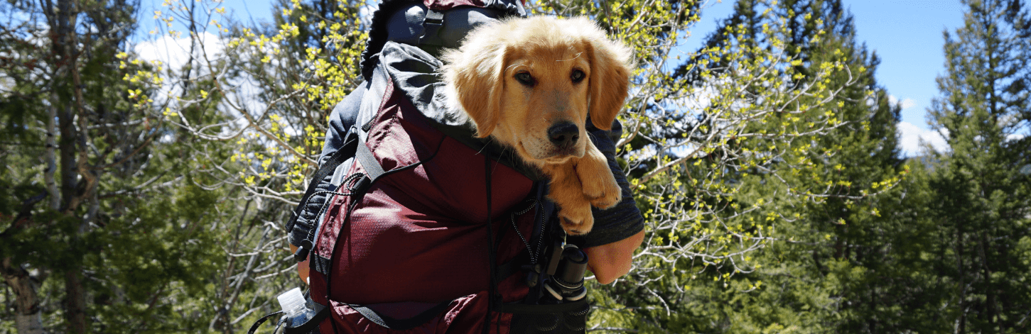 Est-ce que l’on peut porter son chien en promenade ?