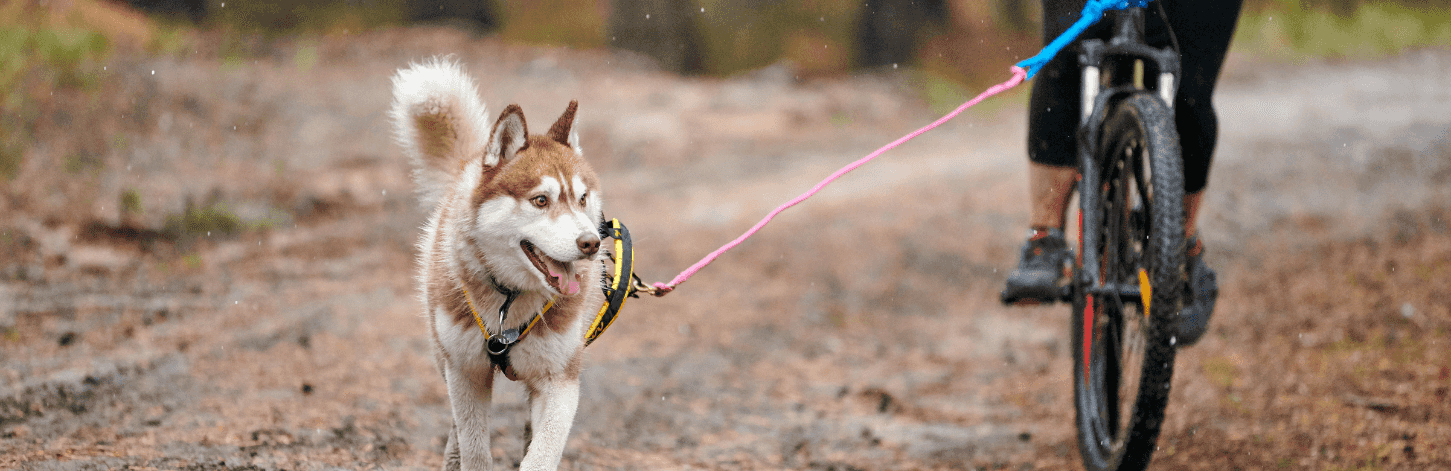 Comment attacher le chien au vélo ?