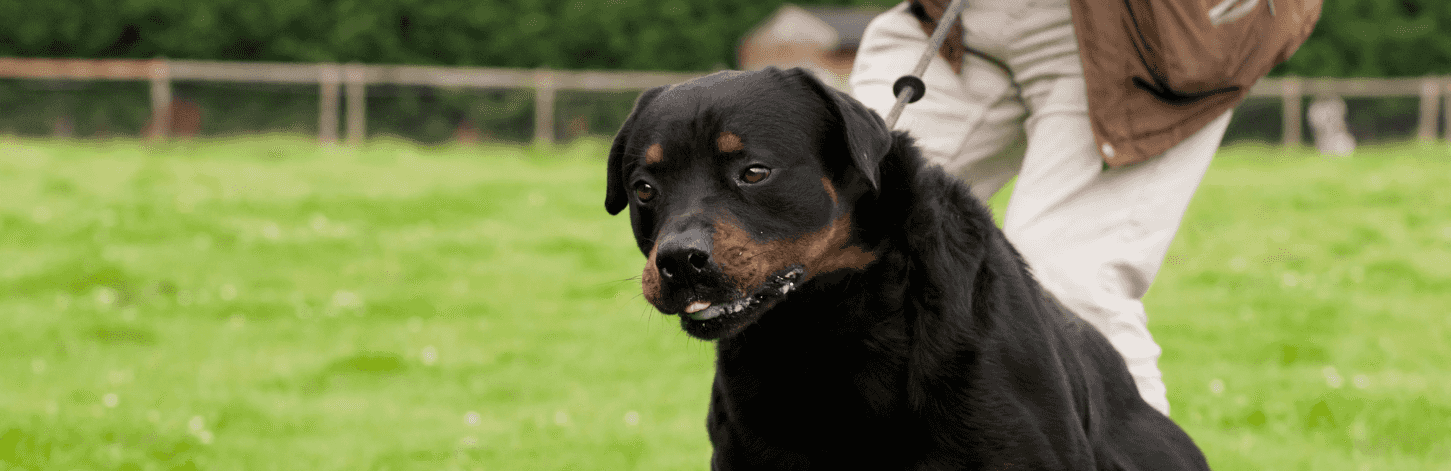 Quel collier pour un chien qui tire ?