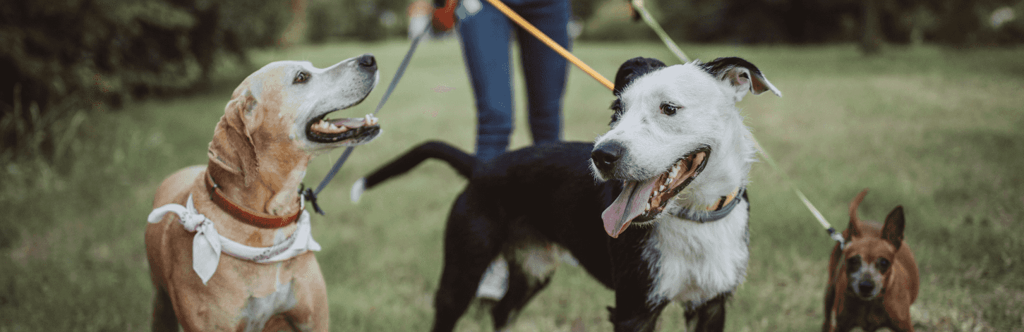 Promenade avec son chien: les indispensables à emmener