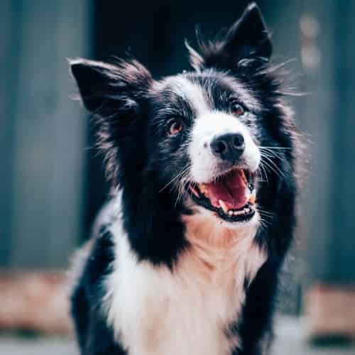 Quelle est la race de chien la plus sage ?