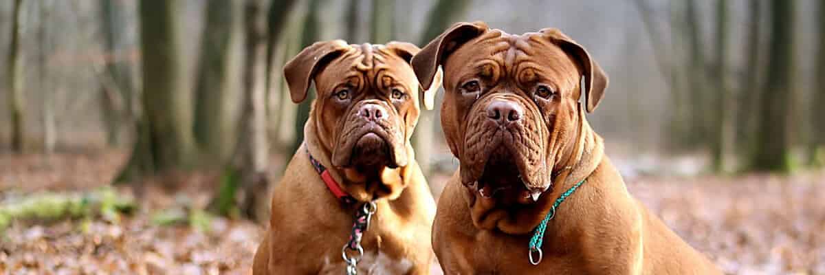 Elevage de Dogue de Bordeaux
