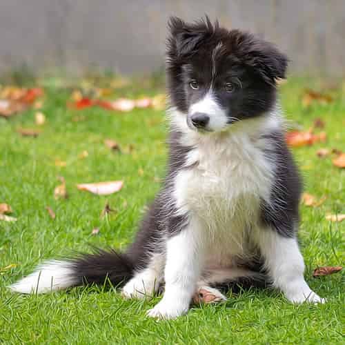 Le border Collie pour vous tenir compagnie