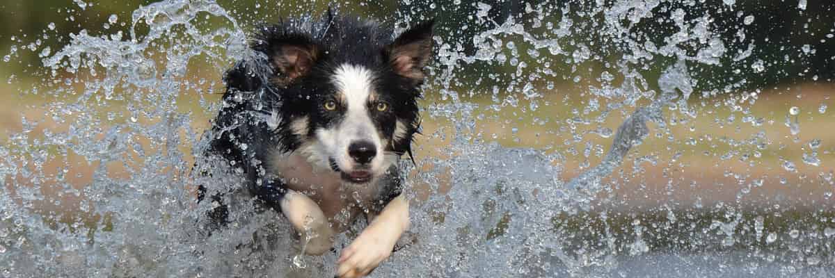 Elevage de Border collie
