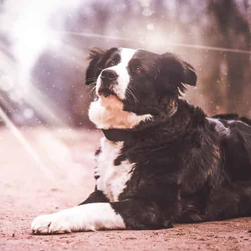 Tout savoir sur le Border Collie