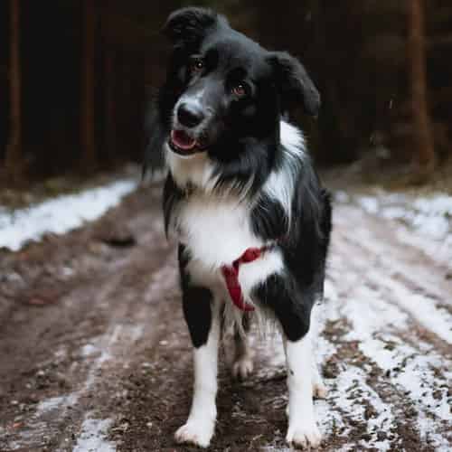 Border collie