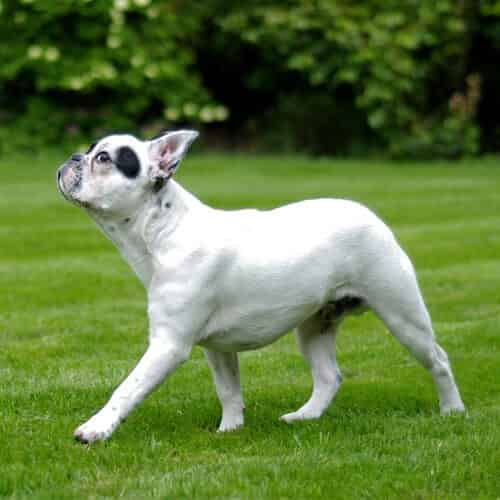 Bouledogue Français