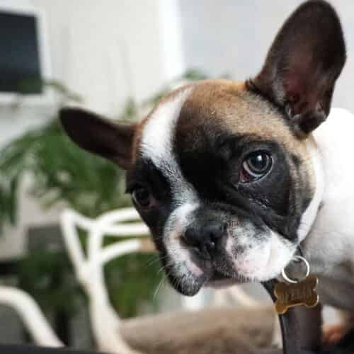 Le Bouledogue français