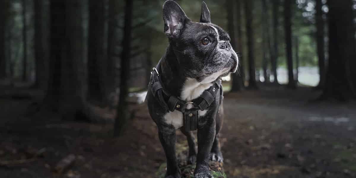 Muselière pour bouledogue français