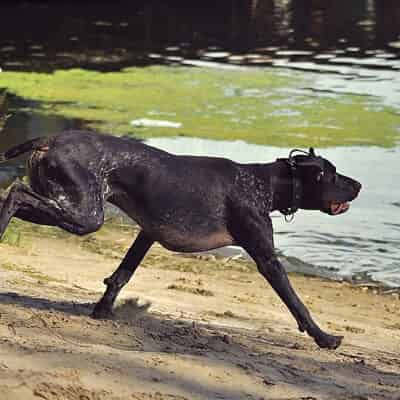Le braque allemand