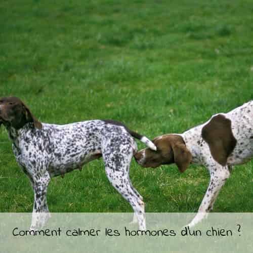 Comment calmer les hormones d’un chien ?
