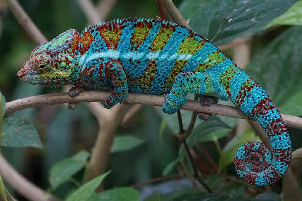Caméléon mignon