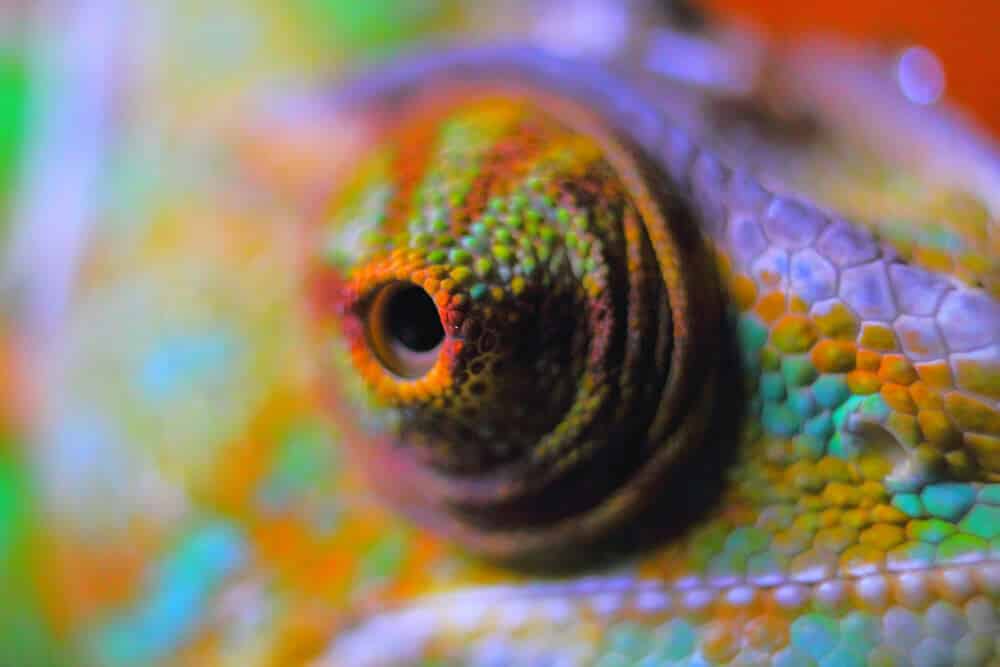 Caméléon mignon
