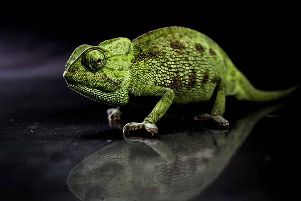 Caméléon mignon