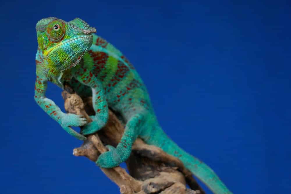 Caméléon mignon