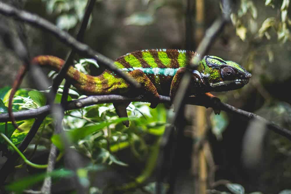 Caméléon mignon
