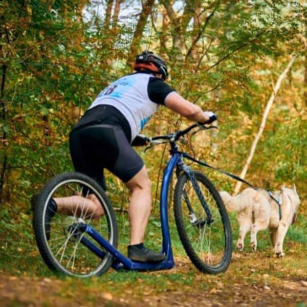 Sport canin : la cani trottinette