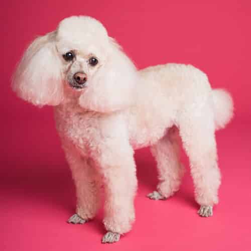 Le Caniche
