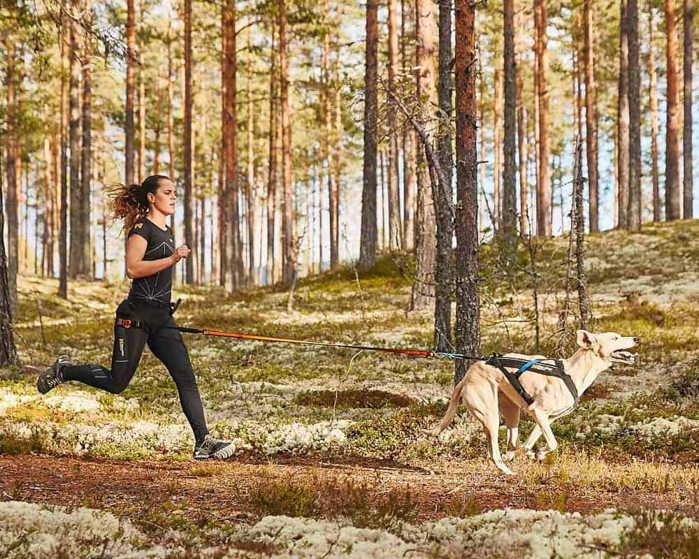 Quels sont les bienfaits du sport pour le chien ?
