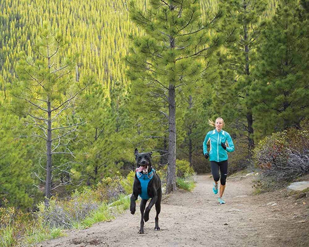 Quel sport pratiquer avec son chien ?