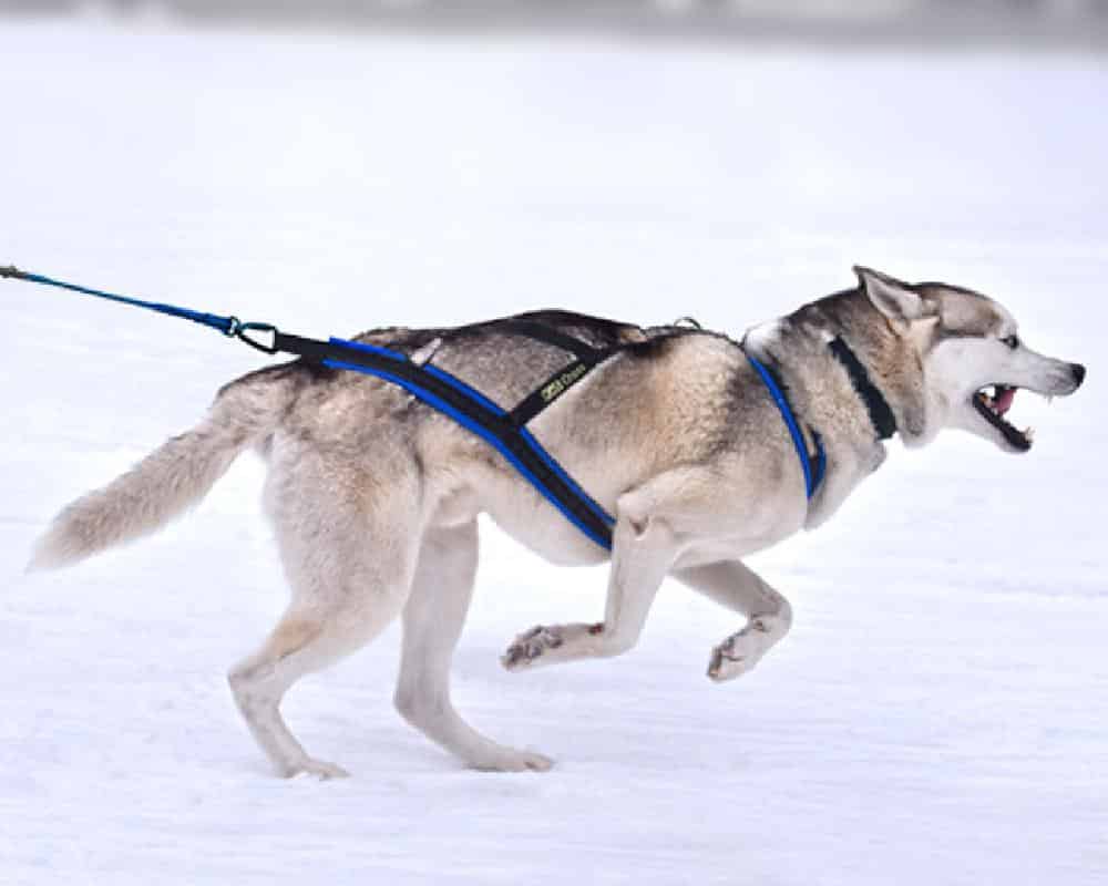 Quel chien de traîneau pour le canicross ?