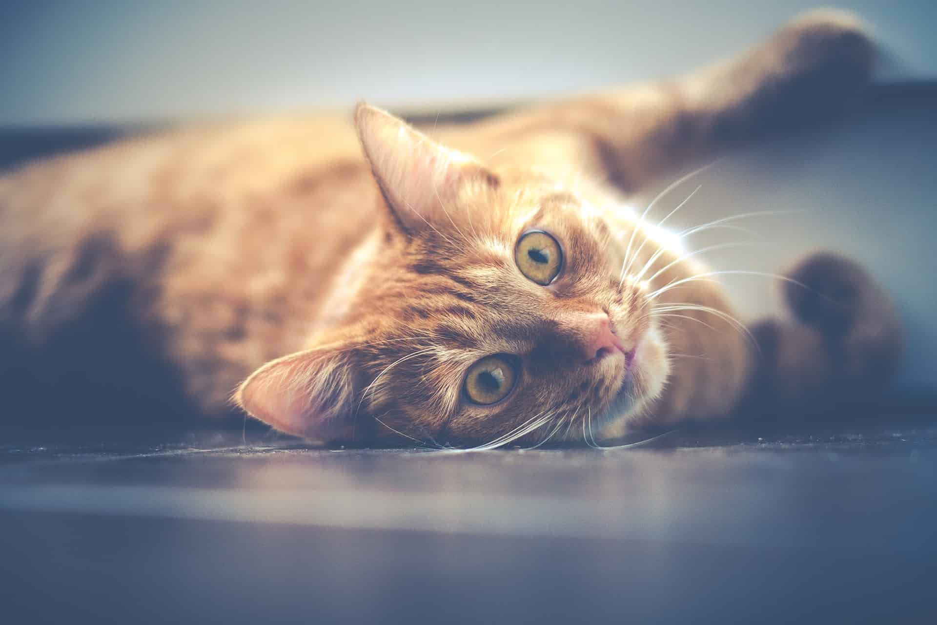 produits Ceva pour chat