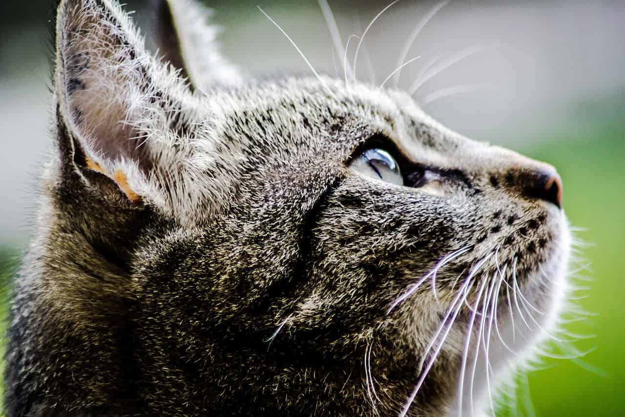 chat