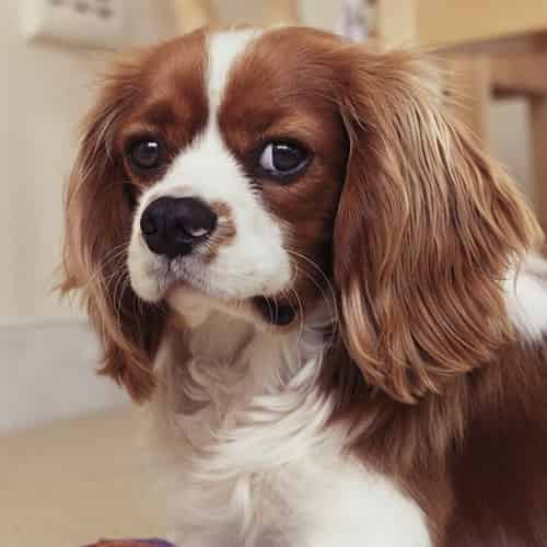 Le Cavalier King Charles