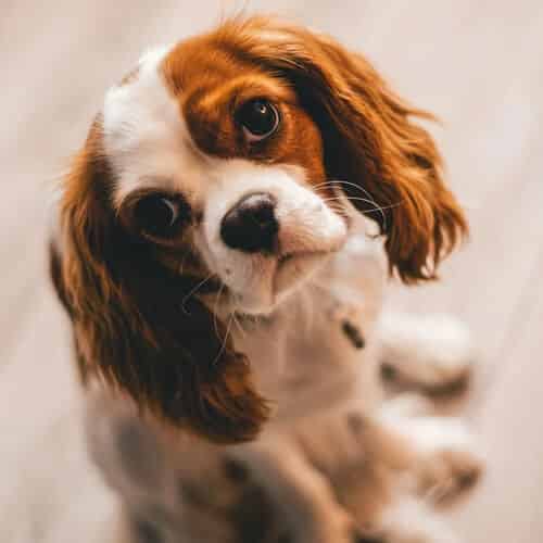Cavalier King Charles