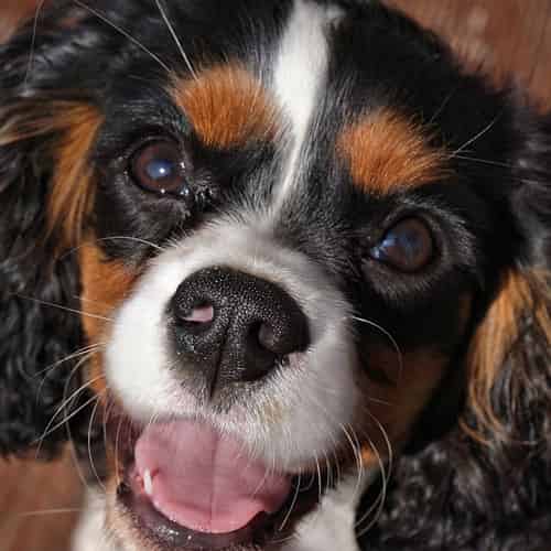 Cavalier King Charles