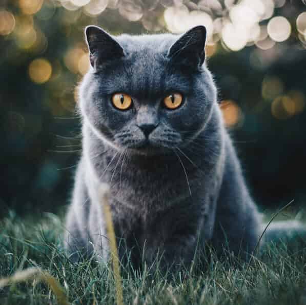 Quelle alimentation donner à mon chat ?