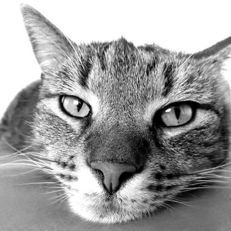 Pourquoi les chats aiment certaines personnes ?