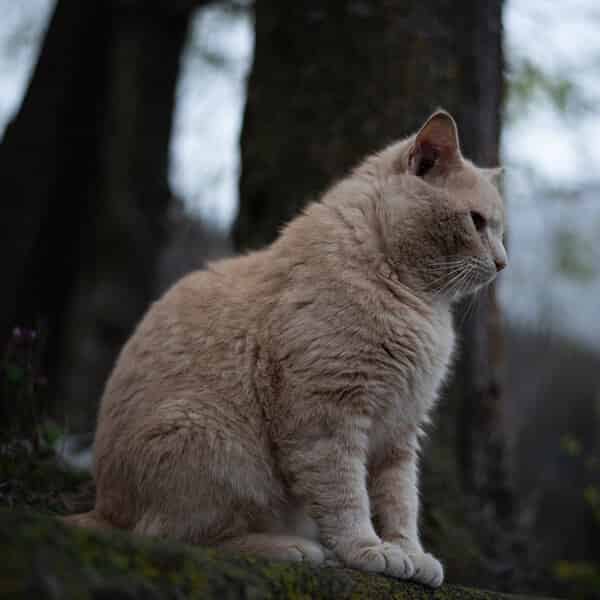 Habituer son chat à sortir : les différents moyens pour le faire revenir