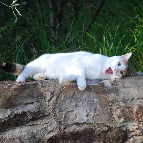 Habituer son chat à sortir et l’habituer à revenir