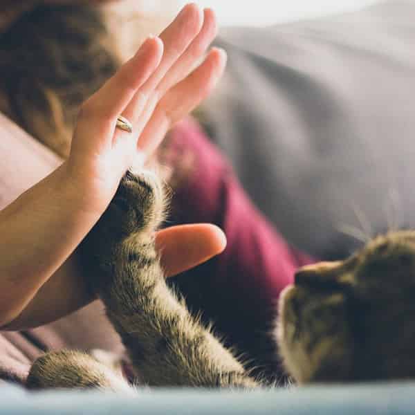 Pour rendre son chat heureux
