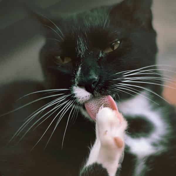 Comment faire un pansement à son chat ?