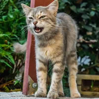 Pourquoi mon chat miaule-t-il ?