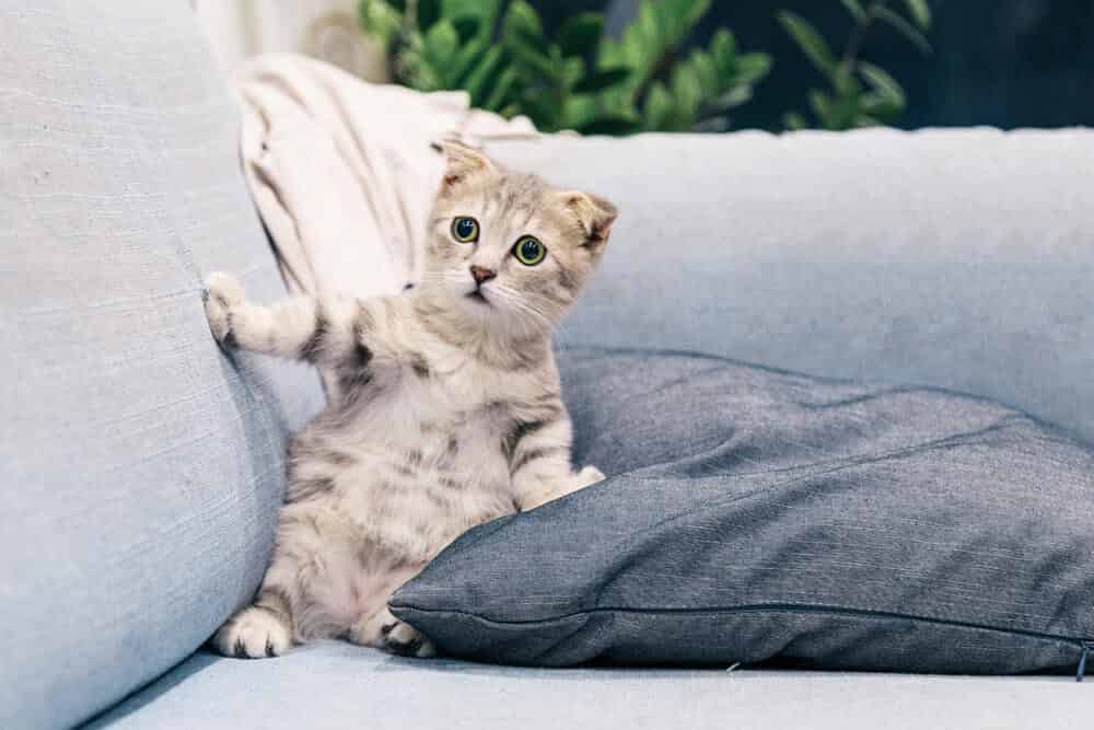 chat mignon