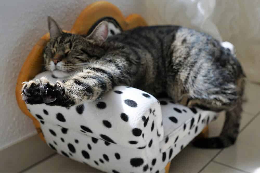 chat mignon