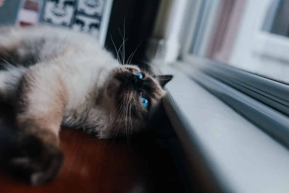 chat mignon