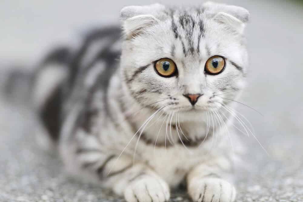 chat mignon