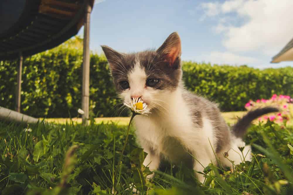 chat mignon