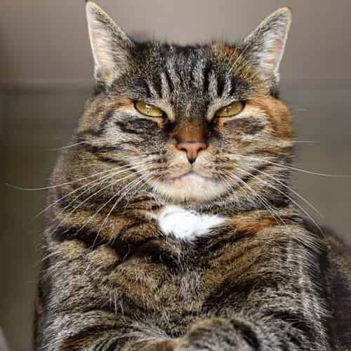 Régime pour chat obèse ou en surpoids