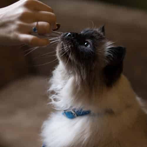Quel est le poids idéal d’un chat ?
