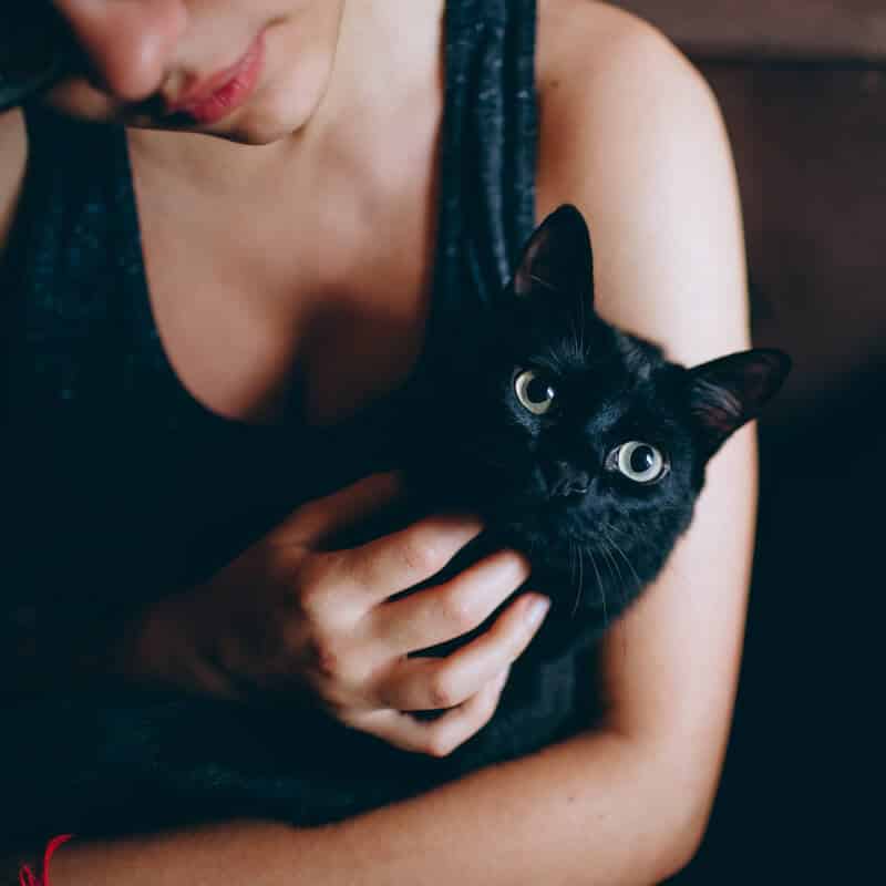 Pourquoi mon chat a-t-il fugué ?