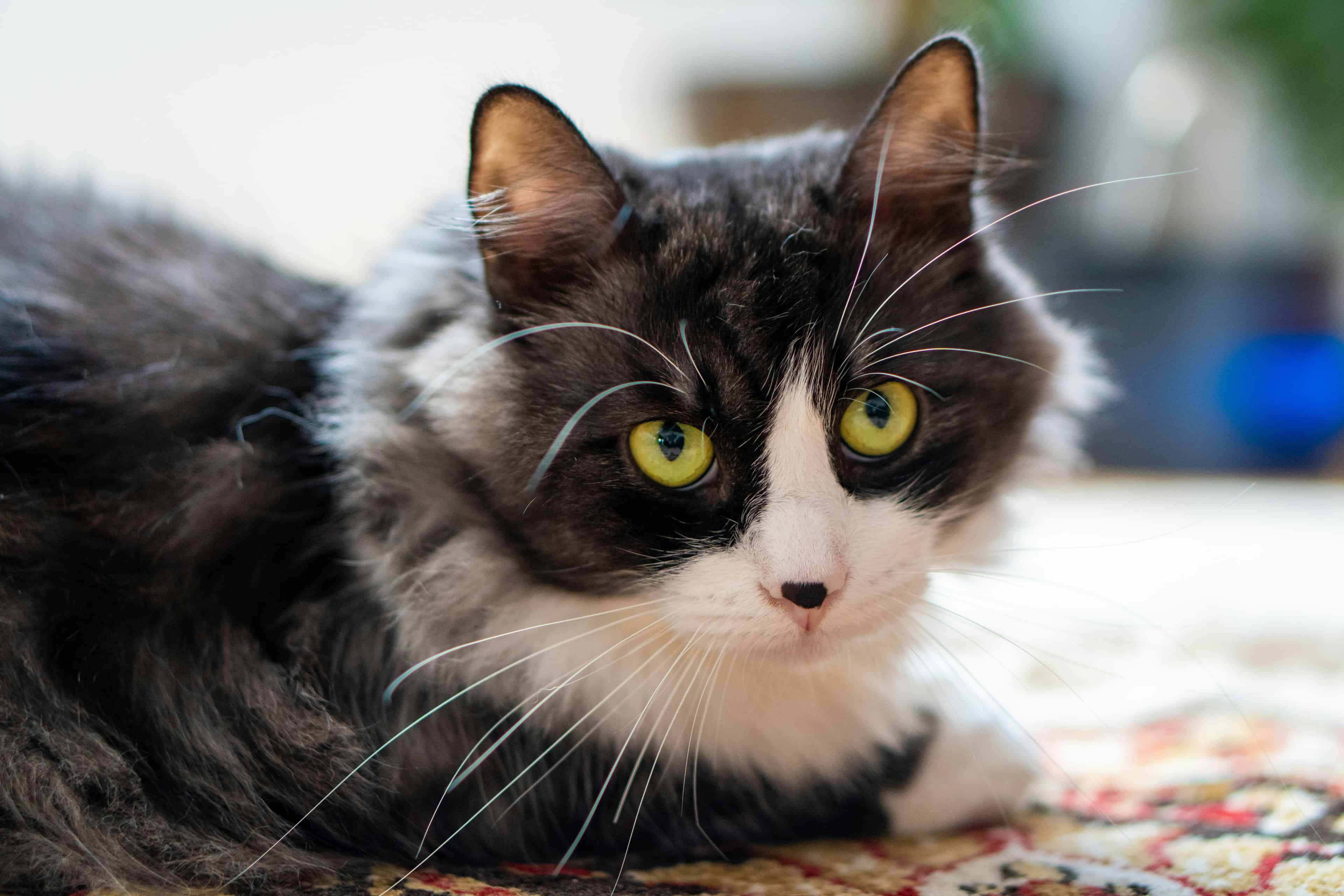 Poids du chat senior : surveiller les pertes inexpliquées